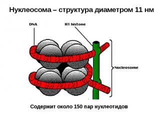 Нуклеосома – структура диаметром 11 нм Содержит около 150 пар нуклеотидов