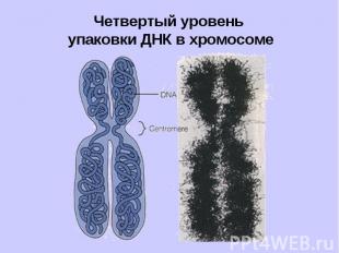 Четвертый уровень упаковки ДНК в хромосоме