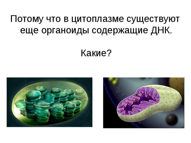 Потому что в цитоплазме существуют еще органоиды содержащие ДНК. Какие?