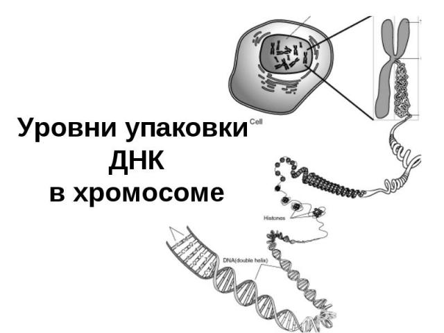 Уровни упаковки ДНК в хромосоме