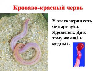 Кроваво-красный червь У этого червя есть четыре зуба. Ядовитых. Да к тому же ещё