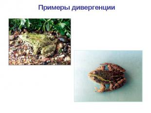Примеры дивергенции Различие в окраске лягушки озерной