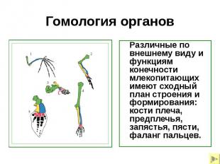 Гомология органов Различные по внешнему виду и функциям конечности млекопитающих