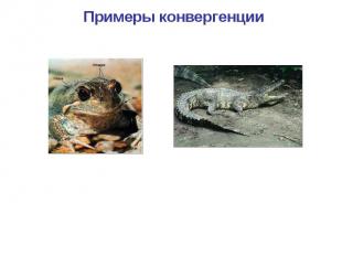 Примеры конвергенции Лягушка Крокодил