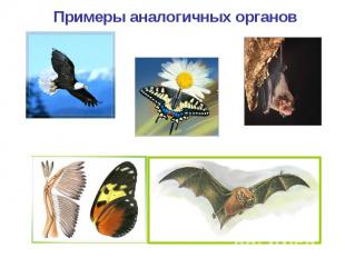Примеры аналогичных органов Крыло птицы Крыло бабочки Крыло летучей мыши