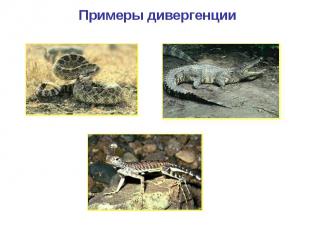 Примеры дивергенции Змея Крокодил Ящерица