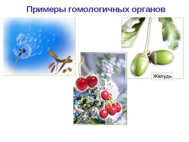Примеры гомологичных органов Парашютик одуванчика Крылатка клена Костянка вишни