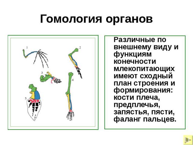 Гомология органов Различные по внешнему виду и функциям конечности млекопитающих имеют сходный план строения и формирования: кости плеча, предплечья, запястья, пясти, фаланг пальцев.