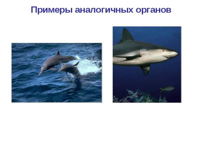 Примеры аналогичных органов Конечности дельфина Плавники рыбы