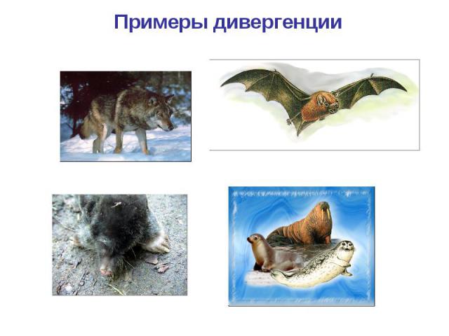 Примеры дивергенции Волк Летучая мышь Крот Ластоногие