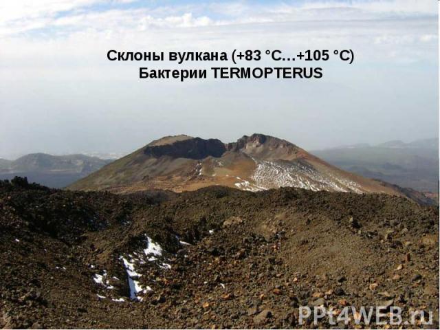 Склоны вулкана (+83 °С…+105 °С) Бактерии TERMOPTERUS