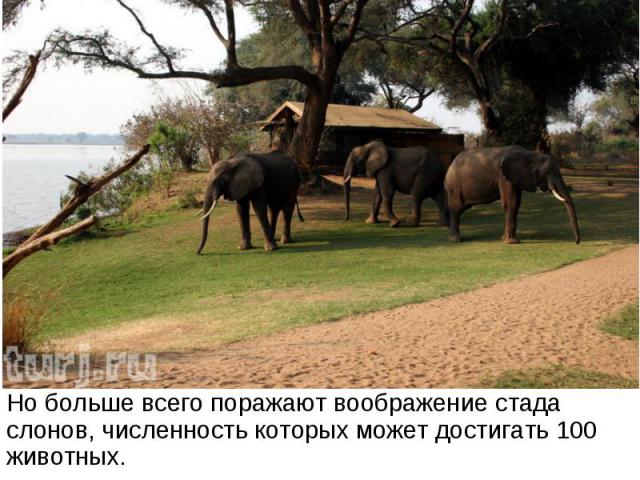Но больше всего поражают воображение стада слонов, численность которых может достигать 100 животных.