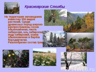 Красноярские Столбы На территории заповедника известны 550 видов растений. Среди