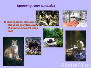 Красноярские Столбы В заповеднике описано 45 видов млекопитающих, 130 видов птиц