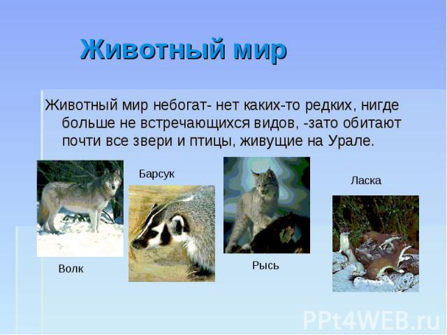 Животный мир Животный мир небогат- нет каких-то редких, нигде больше не встречающихся видов, -зато обитают почти все звери и птицы, живущие на Урале.