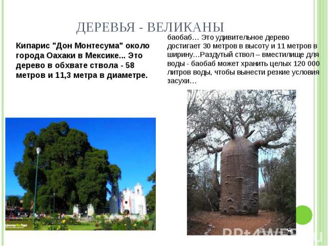 Деревья - великаны Кипарис 