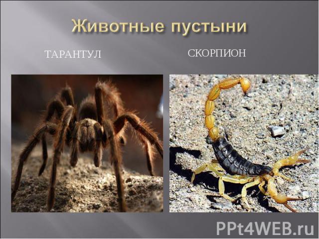 Животные пустыни тарантул скорпион