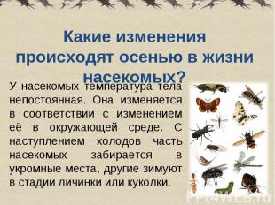 Какие изменения происходят осенью в жизни насекомых? У насекомых температура тел