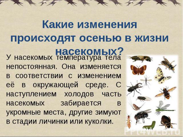 Какие изменения происходят осенью в жизни насекомых? У насекомых температура тела непостоянная. Она изменяется в соответствии с изменением её в окружающей среде. С наступлением холодов часть насекомых забирается в укромные места, другие зимуют в ста…
