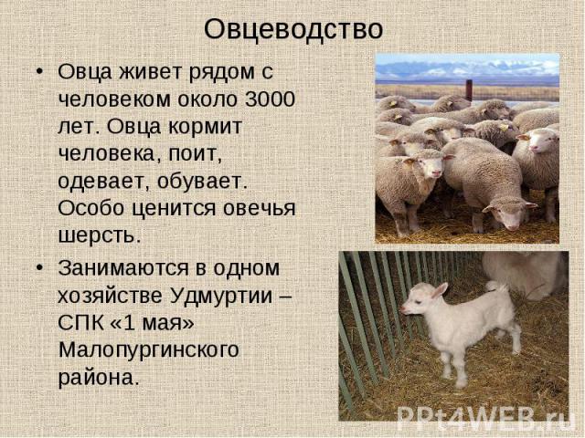 Овцеводство Овца живет рядом с человеком около 3000 лет. Овца кормит человека, поит, одевает, обувает. Особо ценится овечья шерсть. Занимаются в одном хозяйстве Удмуртии – СПК «1 мая» Малопургинского района.