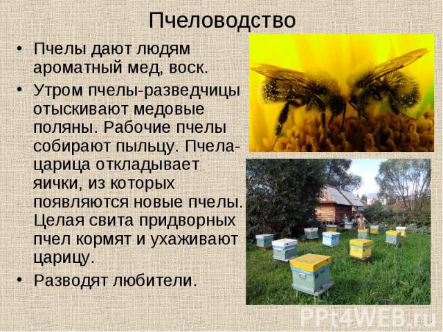 Пчеловодство Пчелы дают людям ароматный мед, воск. Утром пчелы-разведчицы отыскивают медовые поляны. Рабочие пчелы собирают пыльцу. Пчела-царица откладывает яички, из которых появляются новые пчелы. Целая свита придворных пчел кормят и ухаживают цар…
