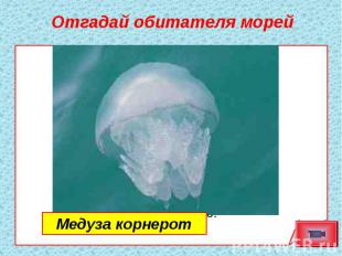 Отгадай обитателя морей Медуза корнерот
