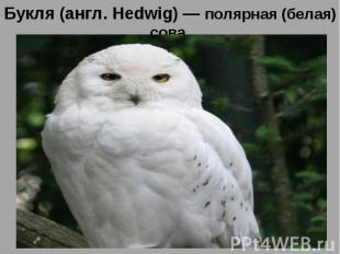 Букля (англ. Hedwig) — полярная (белая) сова,Букля (англ. Hedwig) — полярная (бе