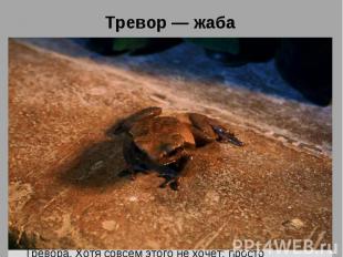 Тревор — жабаТревор — жаба, которую подарил Невиллу Долгопупсу его дядя Элджи пе