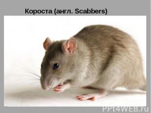 Короста (англ. Scabbers) Короста (англ. Scabbers) — крыса Рона Уизли, которую он