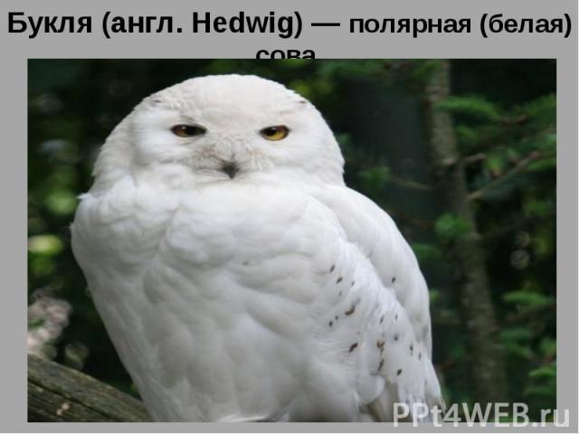 Букля (англ. Hedwig) — полярная (белая) сова,Букля (англ. Hedwig) — полярная (белая) сова, принадлежащая Гарри Поттеру. Буклю купил Гарри Рубеус Хагрид 31 июля 1991 года как подарок на день рождения. В мире волшебников совы выполняют работу почтальо…
