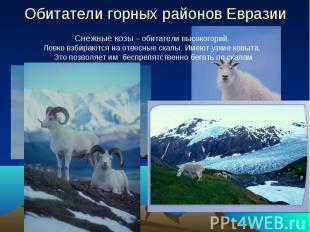 Обитатели горных районов Евразии Снежные козы – обитатели высокогорий. Ловко взб
