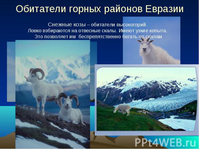 Обитатели горных районов Евразии Снежные козы – обитатели высокогорий. Ловко взбираются на отвесные скалы. Имеют узкие копыта. Это позволяет им беспрепятственно бегать по скалам