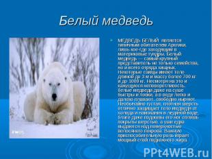 Белый медведь МЕДВЕДЬ БЕЛЫЙ является типичным обитателем Арктики, лишь кое-где з