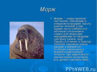 Морж Моржи — самые крупные ластоногие, обитающие в северном полушарии. Как и у у