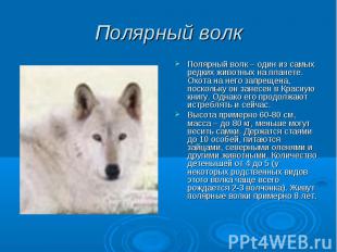 Полярный волк Полярный волк – один из самых редких животных на планете. Охота на