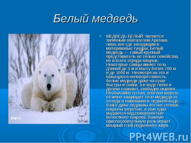 Белый медведь МЕДВЕДЬ БЕЛЫЙ является типичным обитателем Арктики, лишь кое-где заходящим в материковые тундры. Белый медведь — самый крупный представитель не только семейства, но и всего отряда хищных. Некоторые самцы имеют тело длиной до 3 м и масс…