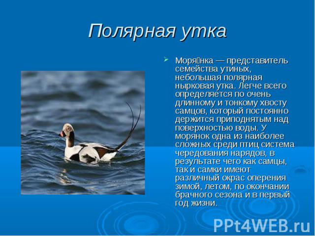 Полярная утка Моря нка — представитель семейства утиных, небольшая полярная нырковая утка. Легче всего определяется по очень длинному и тонкому хвосту самцов, который постоянно держится приподнятым над поверхностью воды. У морянок одна из наиболее с…