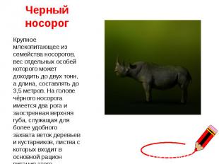 Черный носорог Крупное млекопитающее из семейства носорогов, вес отдельных особе