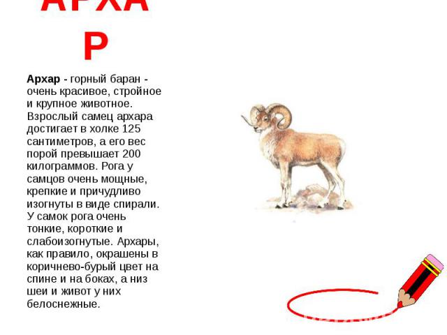 АРХАР Архар - горный баран - очень красивое, стройное и крупное животное. Взрослый самец архара достигает в холке 125 сантиметров, а его вес порой превышает 200 килограммов. Рога у самцов очень мощные, крепкие и причудливо изогнуты в виде спирали. У…