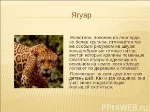 Ягуар Животное, похожее на леопарда, но более крупное; отличается так же особым