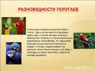 Разновидности попугаев Очень разнообразны попугаи Нового Света. Здесь встречаютс