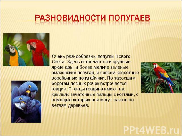 Разновидности попугаев Очень разнообразны попугаи Нового Света. Здесь встречаются и крупные яркие ары, и более мелкие зеленые амазонские попугаи, и совсем крохотные воробьиные попугайчики. По заросшим берегам лесных речек встречается гоацин. Птенцы …