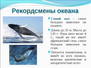 Рекордсмены океана Синий кит – самое большое животное на планете. Длина до 33 м.