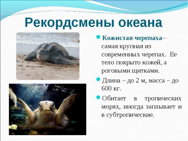Рекордсмены океана Кожистая черепаха– самая крупная из современных черепах. Ее тело покрыто кожей, а роговыми щитками. Длина – до 2 м, масса – до 600 кг. Обитает в тропических морях, иногда заплывает и в субтропические.