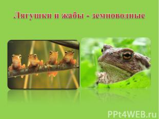 Лягушки и жабы - земноводные