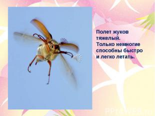 Полет жуков тяжелый. Только немногие способны быстро и легко летать.