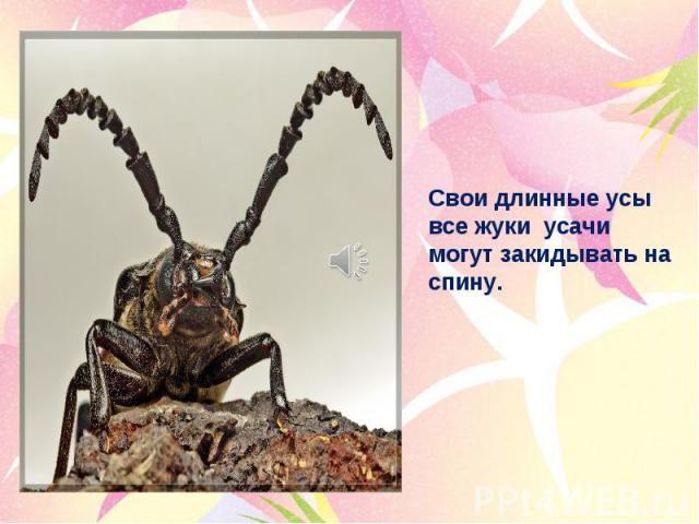 Свои длинные усы все жуки усачи могут закидывать на спину.
