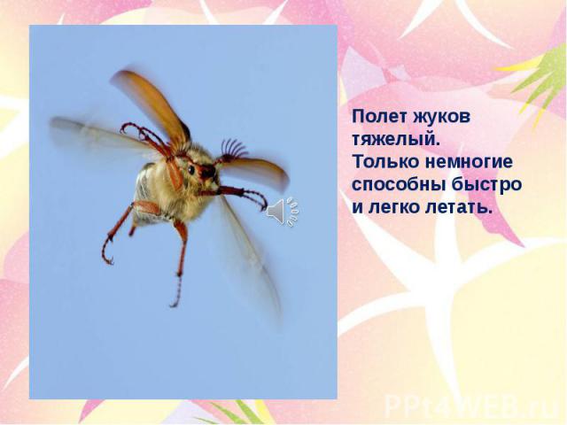 Полет жуков тяжелый. Только немногие способны быстро и легко летать.