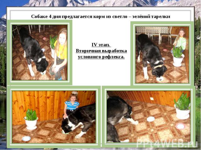 Собаке 4 дня предлагается корм из светло – зелёной тарелки IV этап. Вторичная выработка условного рефлекса.