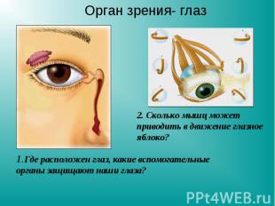 Орган зрения- глаз 2. Сколько мышц может приводить в движение глазное яблоко? 1.